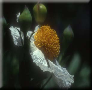 California Native Plants