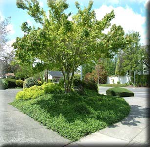 Napa