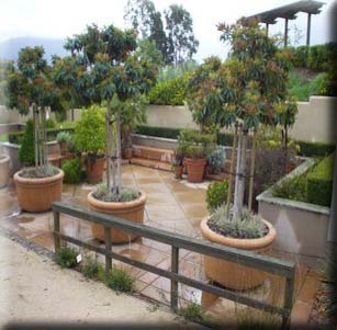 Patio Trees