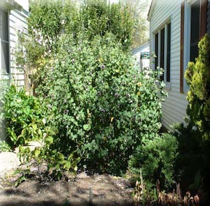 Screens and Hedges
