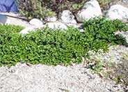 Carissa grandiflora 'Tuttlei'