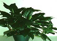 Aglaonema commutatum