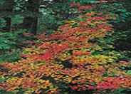 Vine Maple