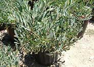 Prostrate Spreading Acacia