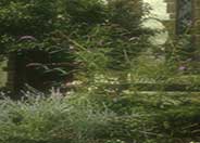 Buddleia davidii 'African Queen'