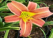 Red Spider Day Lily