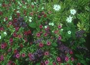 Osteospermum 'Sparkler'