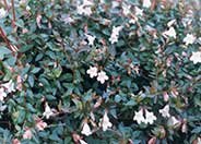 Pink  Abelia