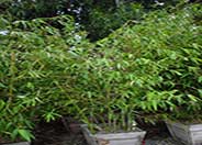 Oldham Bamboo
