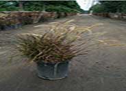 Cupreum Fountain Grass