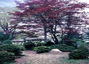 Ribbonleaf Japanese Maple