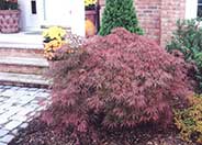 Crimson Queen Japanese Maple