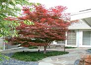 Bloodgood Japanese Maple