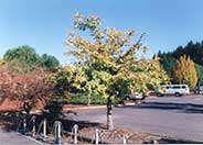 Hedge Maple