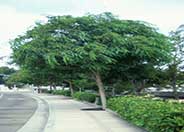 Tipu Tree
