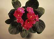 Saintpaulia ionantha