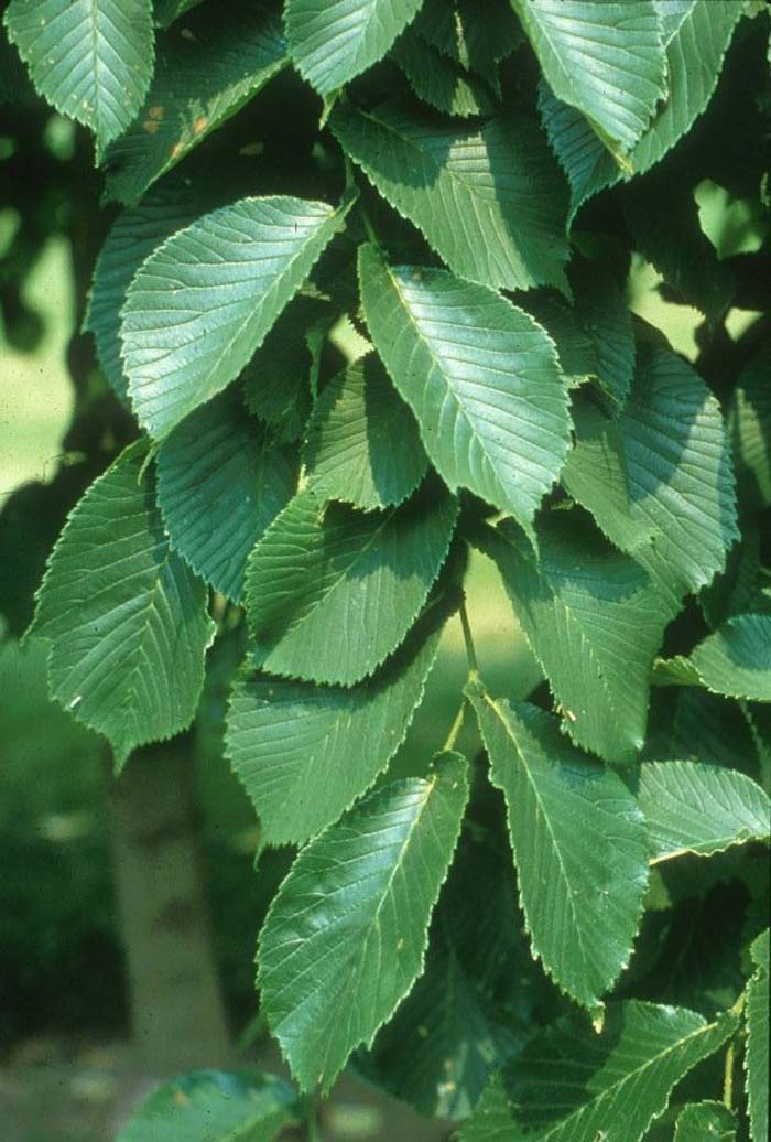 Карагач описание. Ulmus glabra вяз. Вяз шершавый (Ulmus glabra). Вяз Ильм карагач. Ulmus glabra лист.